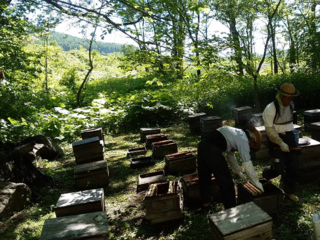 曾祖父から続いてきた養蜂を伝える蜂蜜パッケージを作りたい のトップ画像