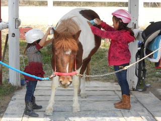 三重県にある「子ども専門」の乗馬クラブに、新馬を購入したい！