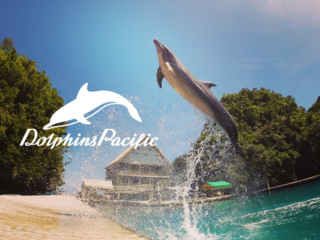 南国パラオ、大自然の中でイルカと人をバリアフリーに！！ のトップ画像