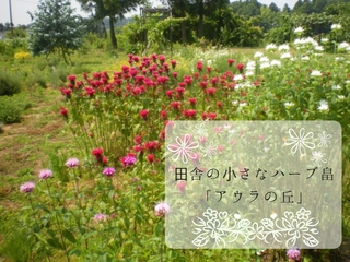 福井のハーブ畠「アウラの丘」からハーブの魅力を全国に届けたい のトップ画像