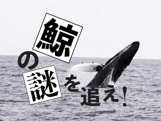 突如、八丈島に現れたザトウクジラ。変化する生態系の謎に迫る！ のトップ画像