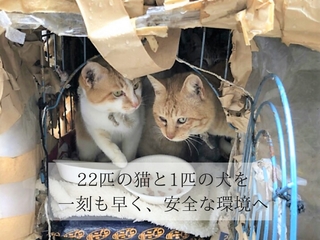 埼玉県三芳で飼育放棄された犬猫たちをシェルターへ避難させたい
