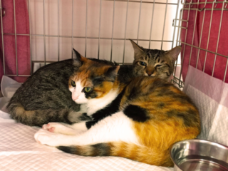 トレーラーハウスで、熊本初の保護犬猫の譲渡センターを！ のトップ画像