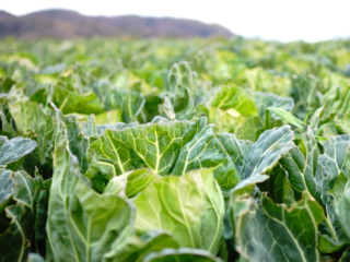 フードバンクを設立し、北海道の食材を困っている人へ届けたい！ のトップ画像