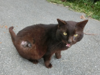 【第３弾】石垣島の捨てられた猫たちに治療を受けさせたい。 のトップ画像