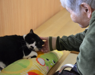 里親探しが困難な猫達と高齢者を繋ぐ、自宅開放型猫カフェ実現へ のトップ画像
