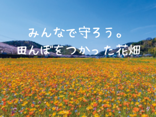 来年もこの景色が見たい。松崎町「田んぼをつかった花畑」存続へ のトップ画像