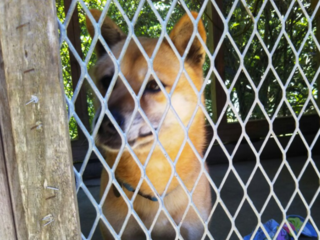 無添加手作りおやつの販売で、保護犬・保護猫たちに希望を！ のトップ画像