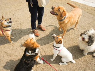 犬と人が「学び・遊び・出会える場」を被災地・石巻に創りたい！ のトップ画像