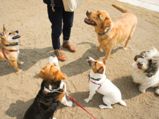 犬と人が「学び・遊び・出会える場」を被災地・石巻に創りたい！