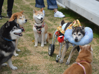 介護犬０を目指して、老犬のバイブル「ぐらんわん！」を書籍化！ のトップ画像