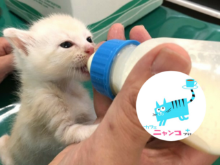 動物病院×猫カフェ。猫のいのちを救い、家族につなぐ挑戦を！ のトップ画像