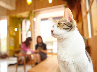 足立区初！子ども達と運営する譲渡型保護猫カフェを作りたい。 のトップ画像