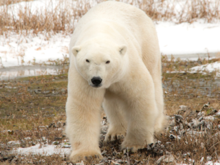 極地に生きる！絶滅危惧のホッキョク熊の命を写真に残したい！ のトップ画像