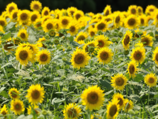 日本の立法環境を公平に。女性をサポートする社団法人の設立へ！ のトップ画像