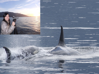 カナダ・ハンソン島で野生シャチの鳴き声の分析を続けたい！