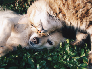 保護犬・猫を多くの人に知ってもらうためにミュージカルを開催！ のトップ画像