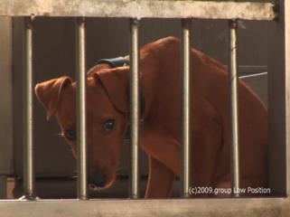 「犬と猫と人間と」の上映会の開催 のトップ画像