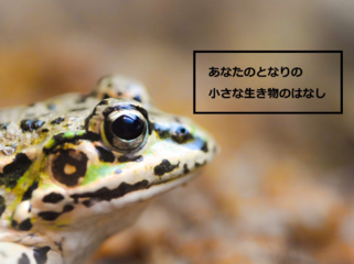 身近な自然を守るため、その魅力をYouTubeで発信したい！ のトップ画像