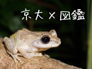 大学から世界に発信！ 京大生が届けるWeb生物図鑑 のトップ画像