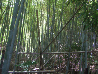 田辺市の竹害を改善する活動に支援をしてほしい のトップ画像