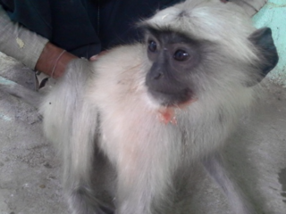 学生最後の夏、インドの動物を救いたい！ のトップ画像