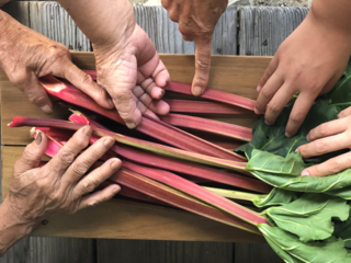 おばあちゃん達の夢を繋ぐ、広島県吉和地域のルバーブの新商品！ のトップ画像