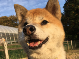 阿蘇くまもとシェルターの復興支援を行いたい。 のトップ画像