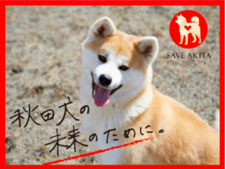 秋田に、飼育放棄された秋田犬の"命をつなぐ拠点"をつくりたい！