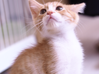 日本の殺処分を減らしたい！福井市に譲渡型保護猫カフェOPEN