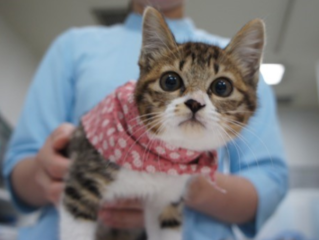 秋葉原の昭和の古民家で「譲渡型保護猫カフェ」を開きたい！ のトップ画像