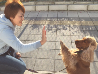 愛犬と学んだ、ほめて教えるドッグトレーニングを広めたい！ のトップ画像