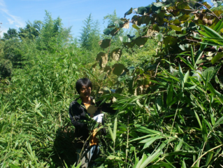 竹と笹を駆除して キュウイを育てたい ユンボ が必要です のトップ画像