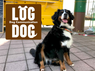 鳥取県米子市でドッグランイベントLOGDOGを開催 のトップ画像