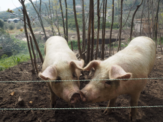鈴木農園の焼失小屋を再建する応援プロジェクト のトップ画像