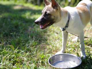 行き場をなくした犬・猫を守るために。保護施設に水道設備を！ のトップ画像