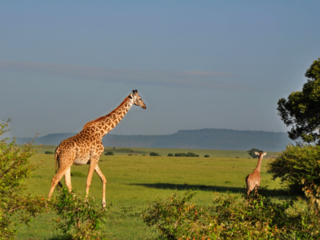 動物たちを解放したい！日本一周！動物園水族館調査【南日本編】 のトップ画像