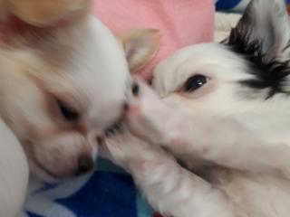 「犬の殺処分ゼロ」の最後の砦、保護犬たちに快適な環境を！ のトップ画像