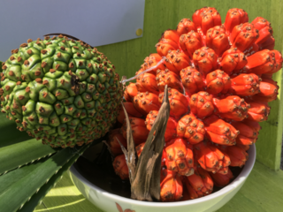 琉球弧アダンサミット2018を石垣島で開催したい！ のトップ画像