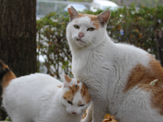 神戸市でのら猫専門動物病院を開院し、生体モニターの導入を！