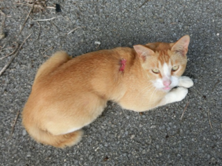 【第４弾】石垣島の捨てられた猫たちに治療を受けさせたい