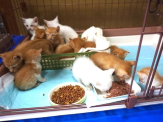 保護猫シェルター兼譲渡型ハワイアン猫カフェをオープンさせたい のトップ画像