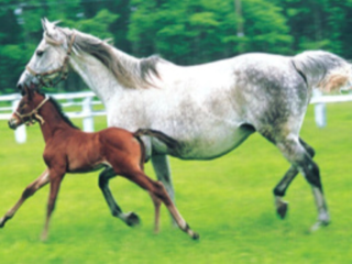 競馬Barの経営と競走馬の引退後のファームづくり のトップ画像