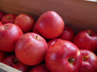 フルーツのまち南部町で『ききリンゴ世界大会』を開催 のトップ画像