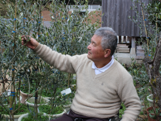 耕作放棄地でオリーブ無農薬栽培！新国産オリーブ産業を興したい のトップ画像