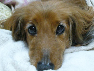 動物飼育の正しい知識を広めて、人と動物の幸せを考えたい！ のトップ画像