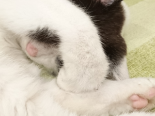 もっと猫を助けたい！保護猫カフェ存続し殺処分0から収容数0へ のトップ画像