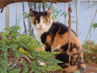 猫たちが安心して暮らしながら里親探しができる環境を整えたい のトップ画像