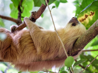 子どもも大人も楽しめる 地球体感いきもの事典をつくりたい！！ のトップ画像