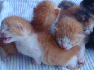 殺処分ゼロへの一歩。飼い主のいない猫へ不妊手術をしたい のトップ画像